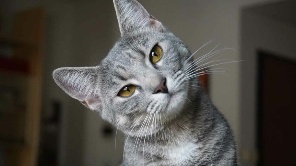 Grey cat looking close to screen with head tilted