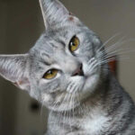 Grey cat looking close to screen with head tilted