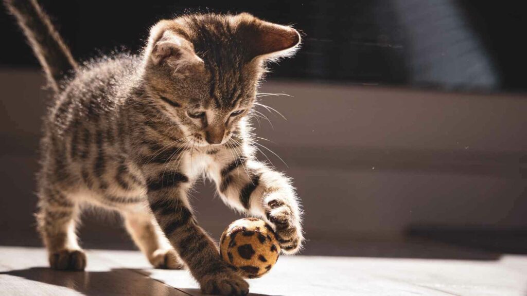 Kitten in the sunlight playing with a ball