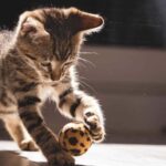 Kitten in the sunlight playing with a ball