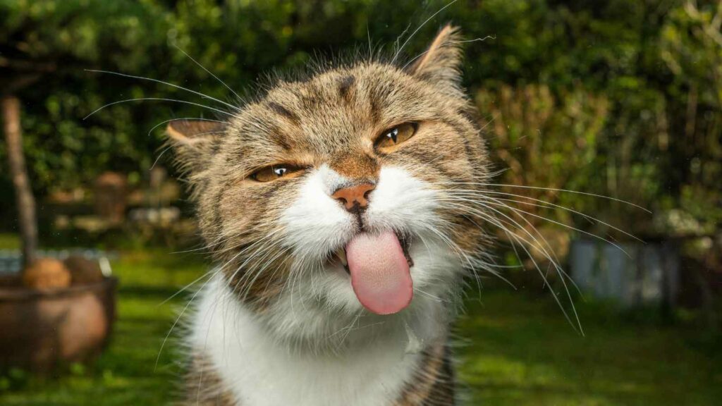 Calico cat with the tongue sticking out