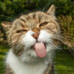 Calico cat with the tongue sticking out