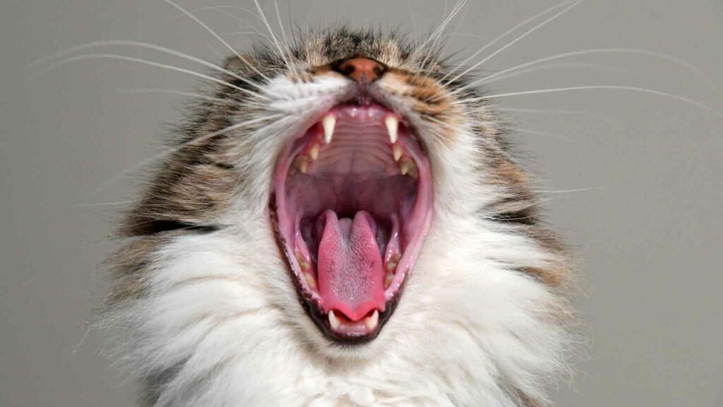 Long haired cat yawning