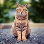 Tabby cat on a road