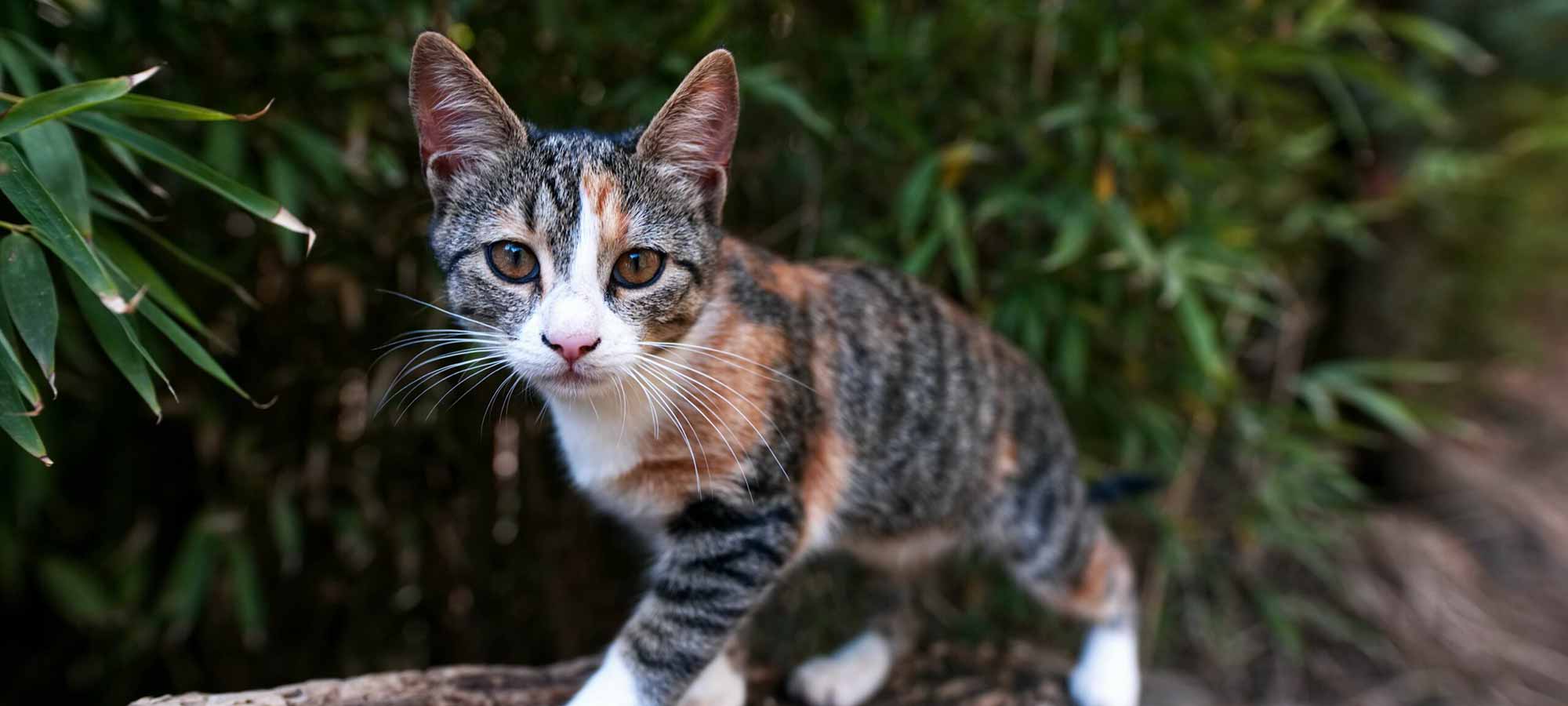 Cat on a tree with leaves in the background